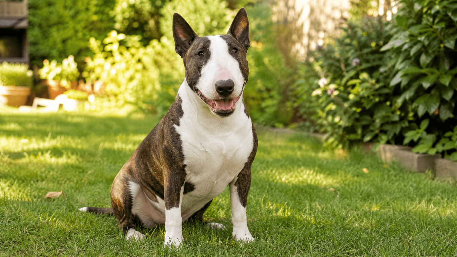 Bull Terrier