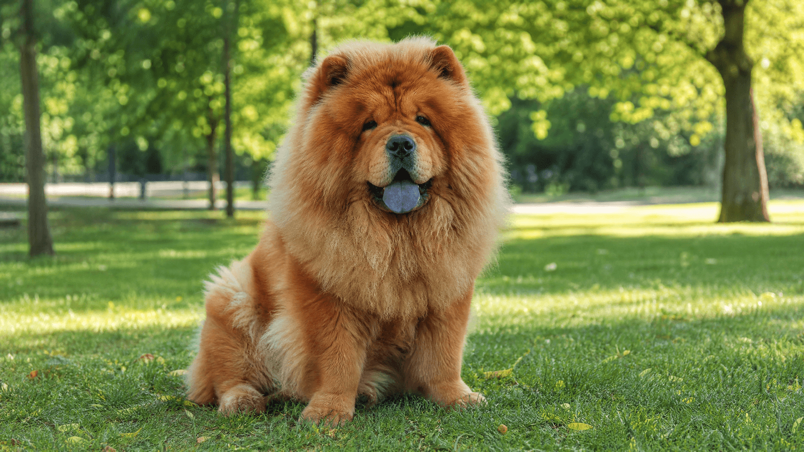 Chow Chow