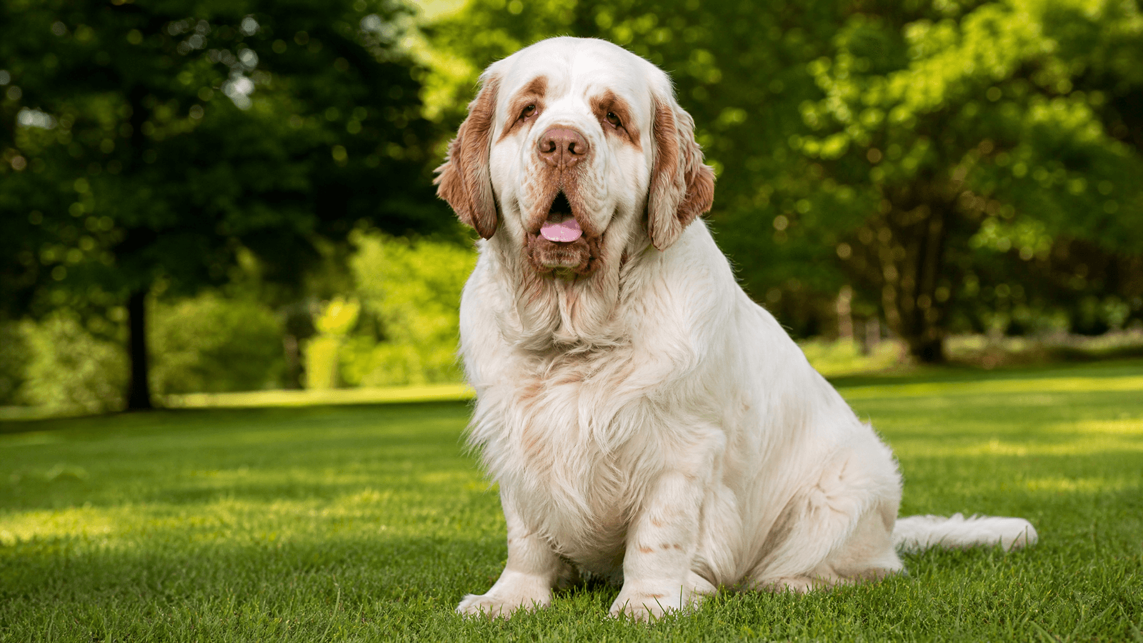 Clumber Spaniel