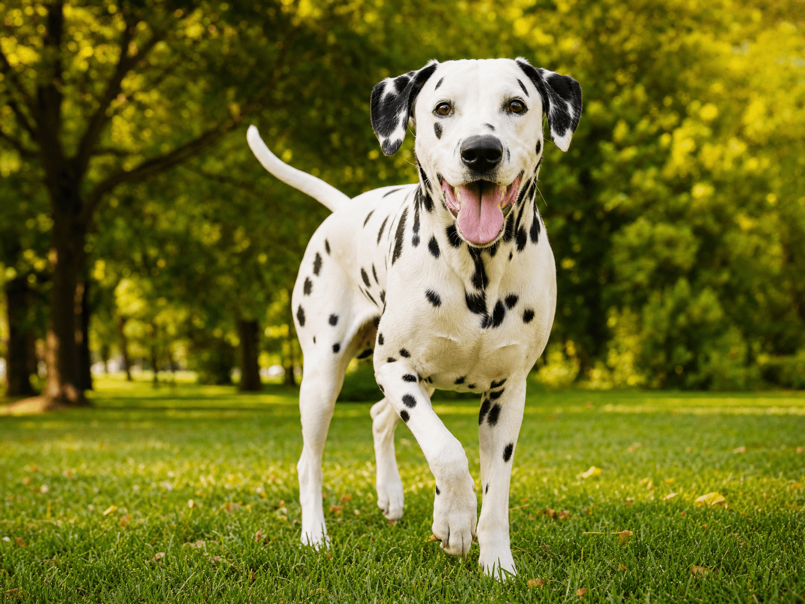 Dalmatian