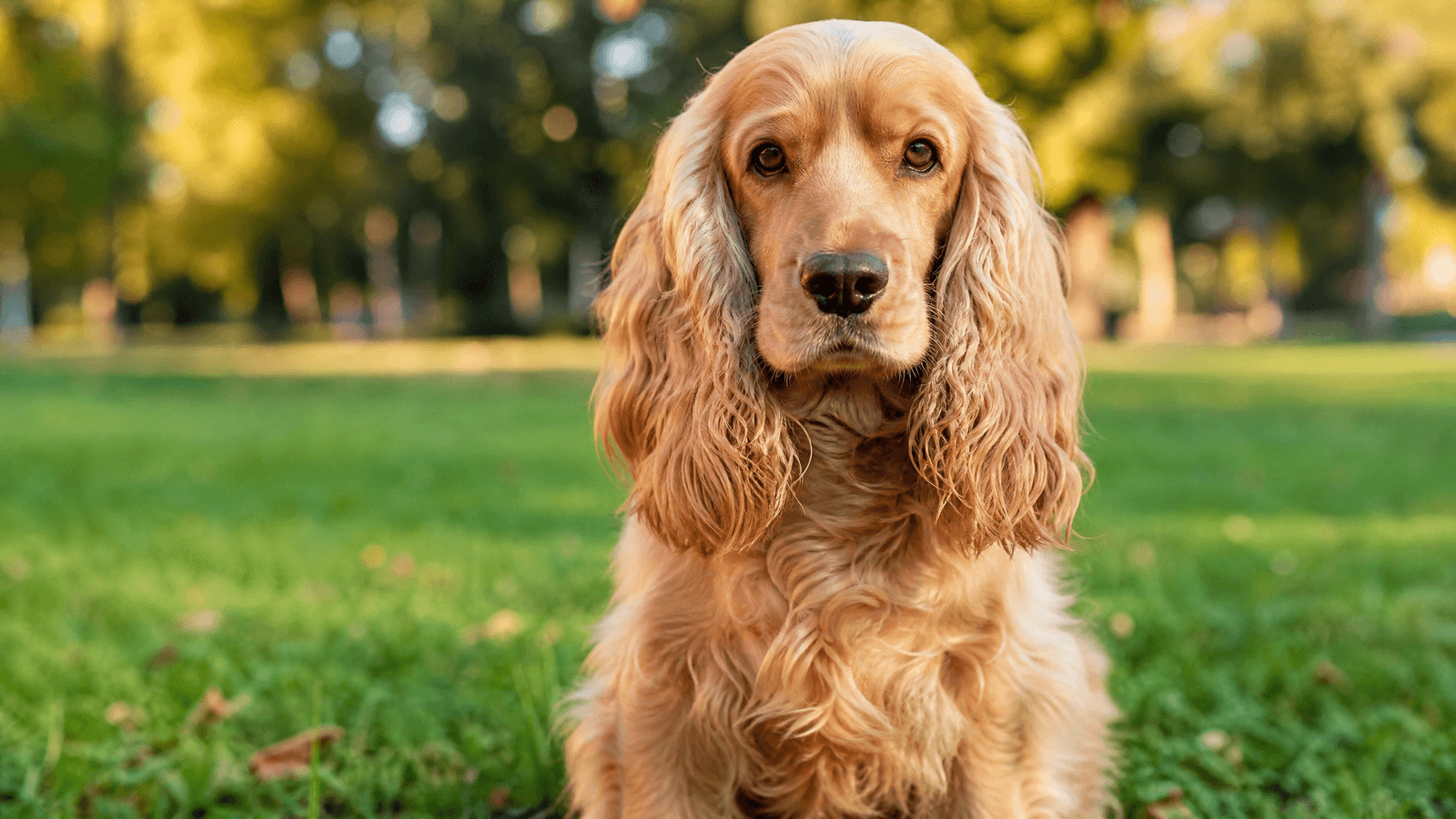 English Cocker Spaniel