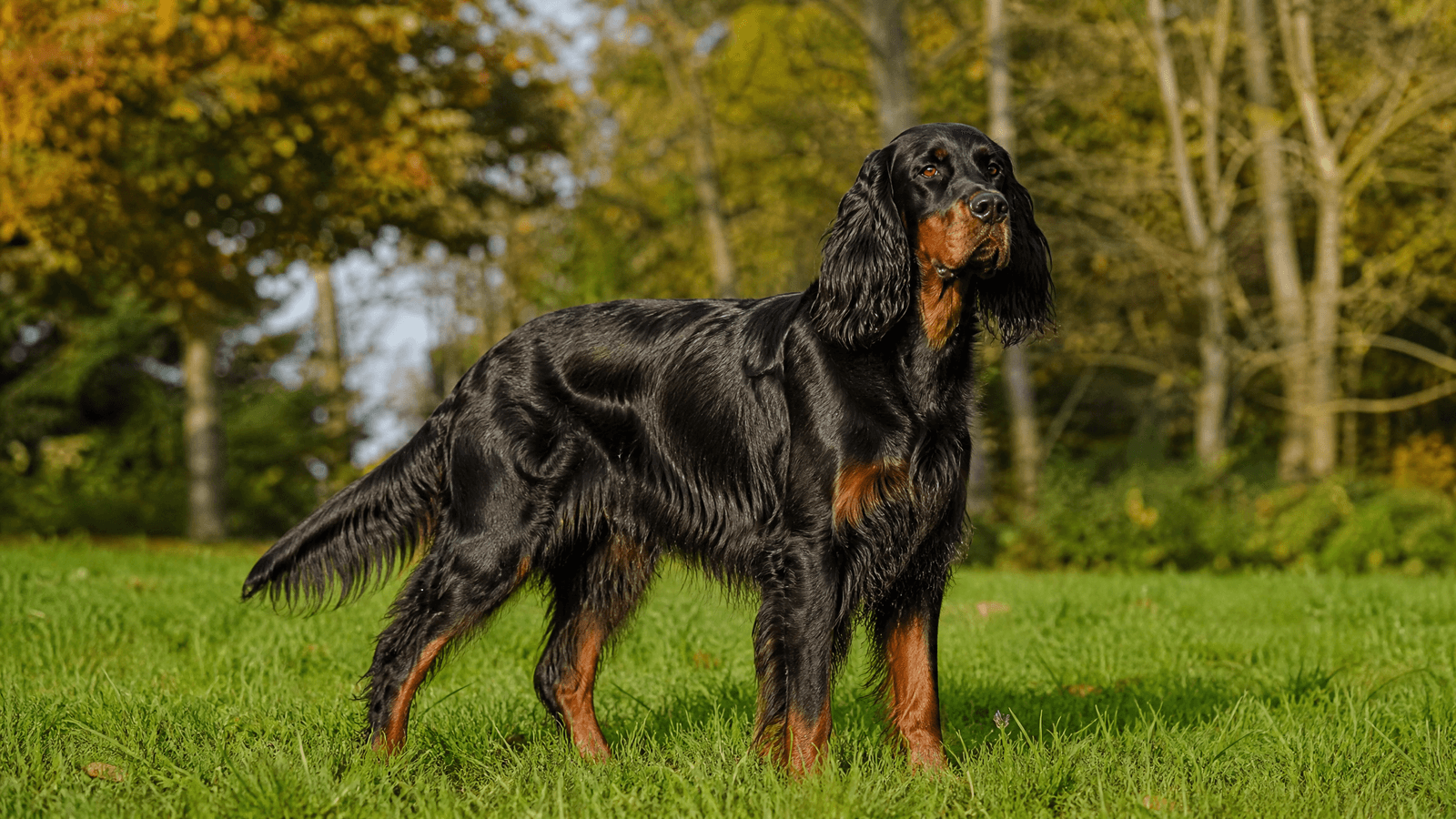 Gordon Setter