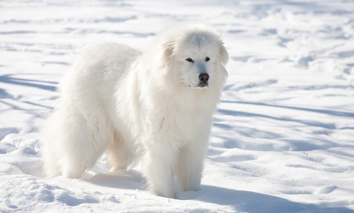 Great Pyrenees