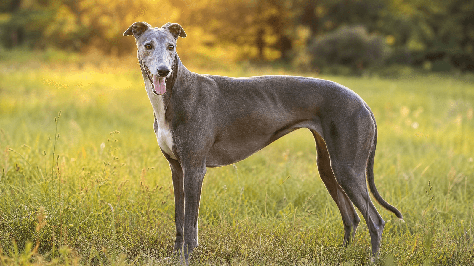 Greyhound