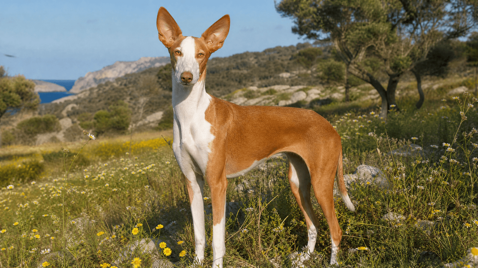 Ibizan Hound