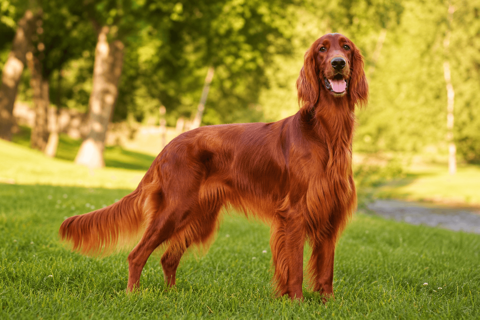 Irish Setter