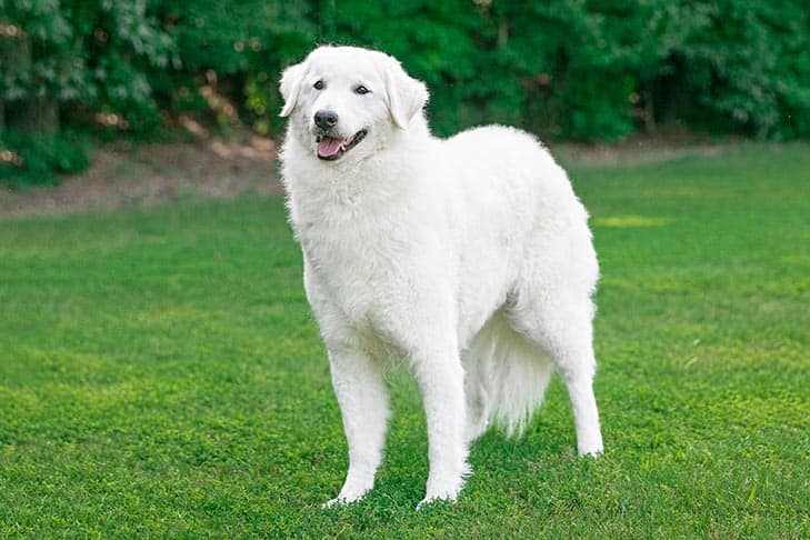 Kuvasz