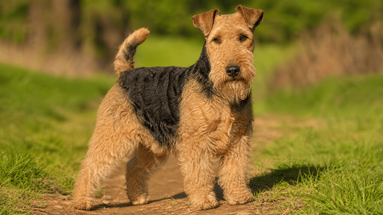 Lakeland Terrier