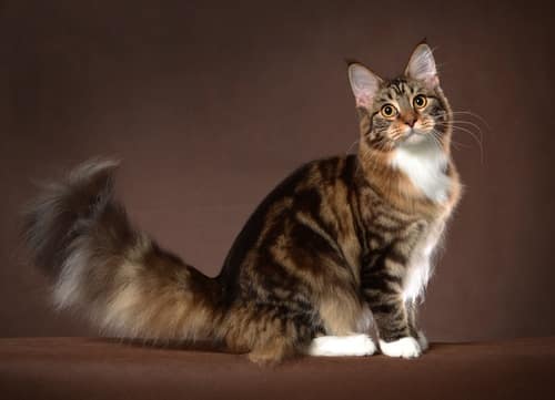 Maine Coon cat