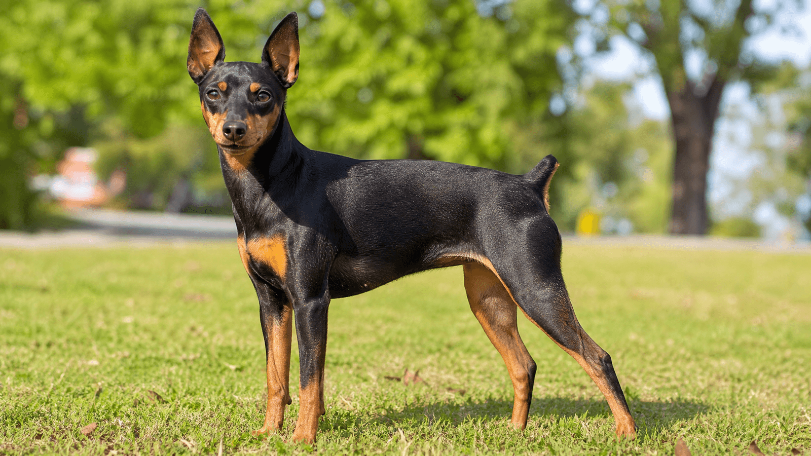 Miniature Pinscher