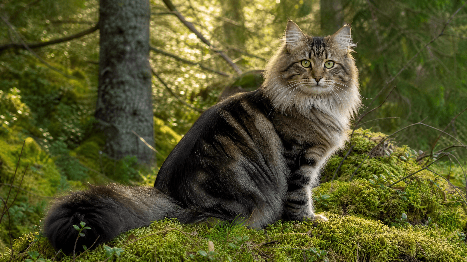 Norwegian Forest Cat