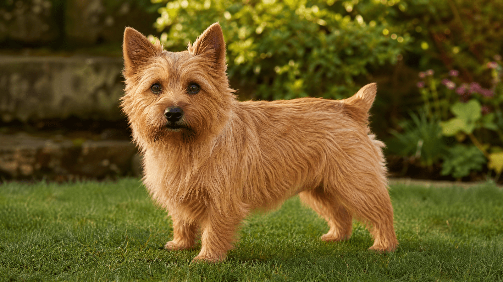 Norwich Terrier