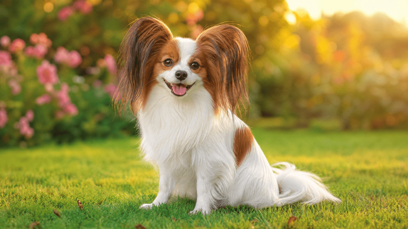 Papillon