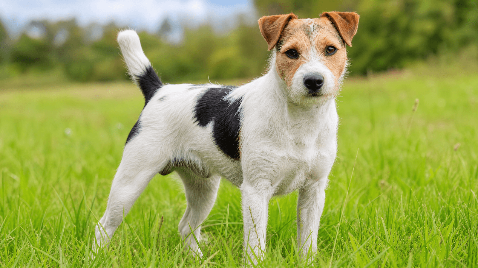 Parson Russell Terrier