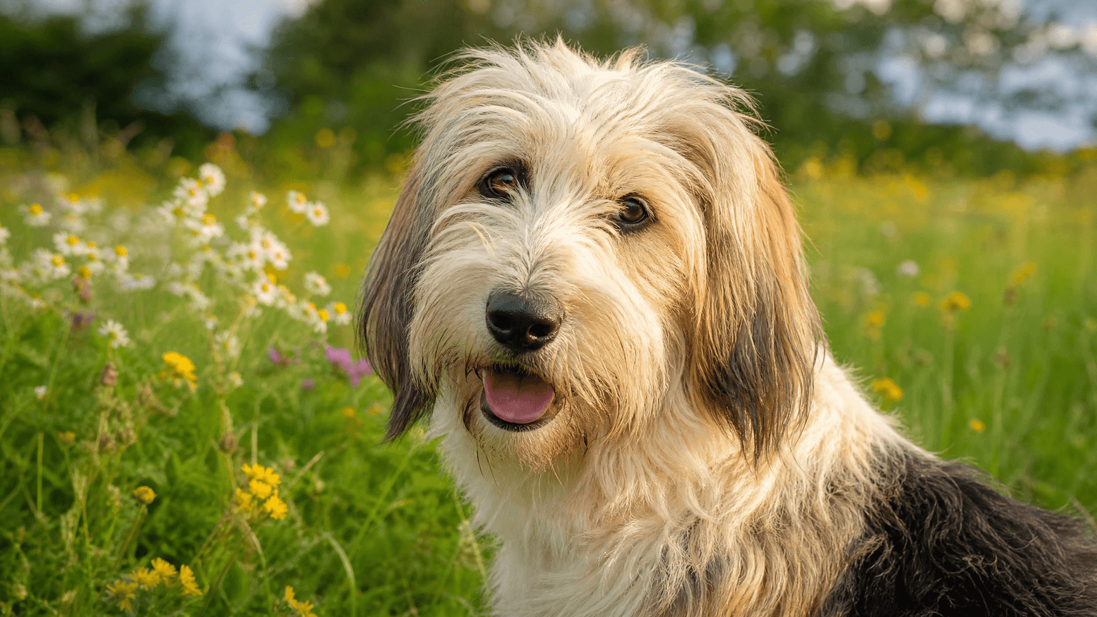 Petit Basset Griffon Vendeen