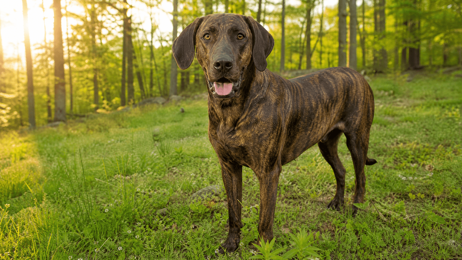 Plott Hound