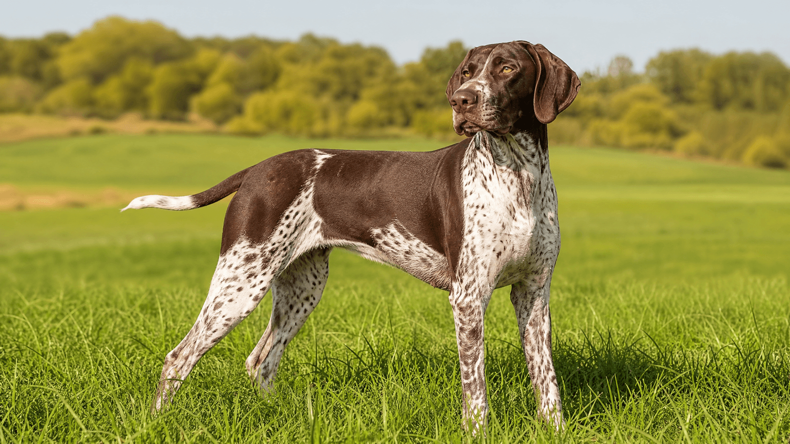 Pointer