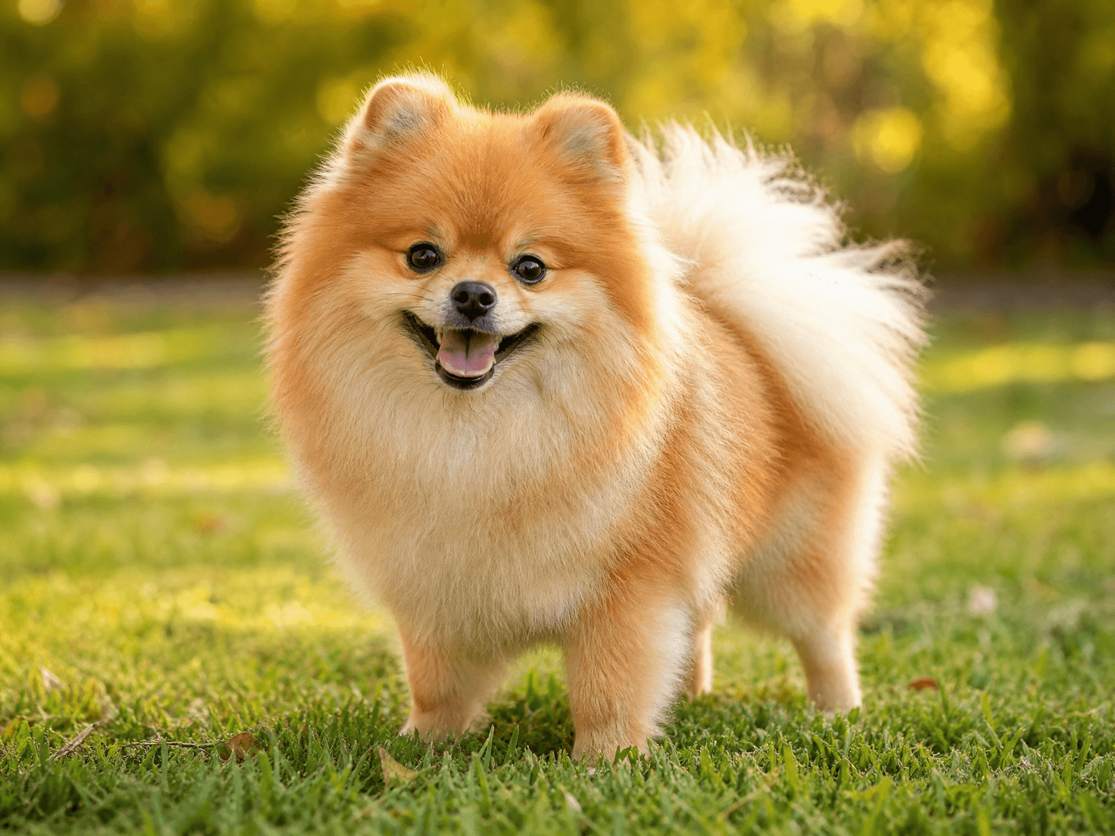 Pomeranian