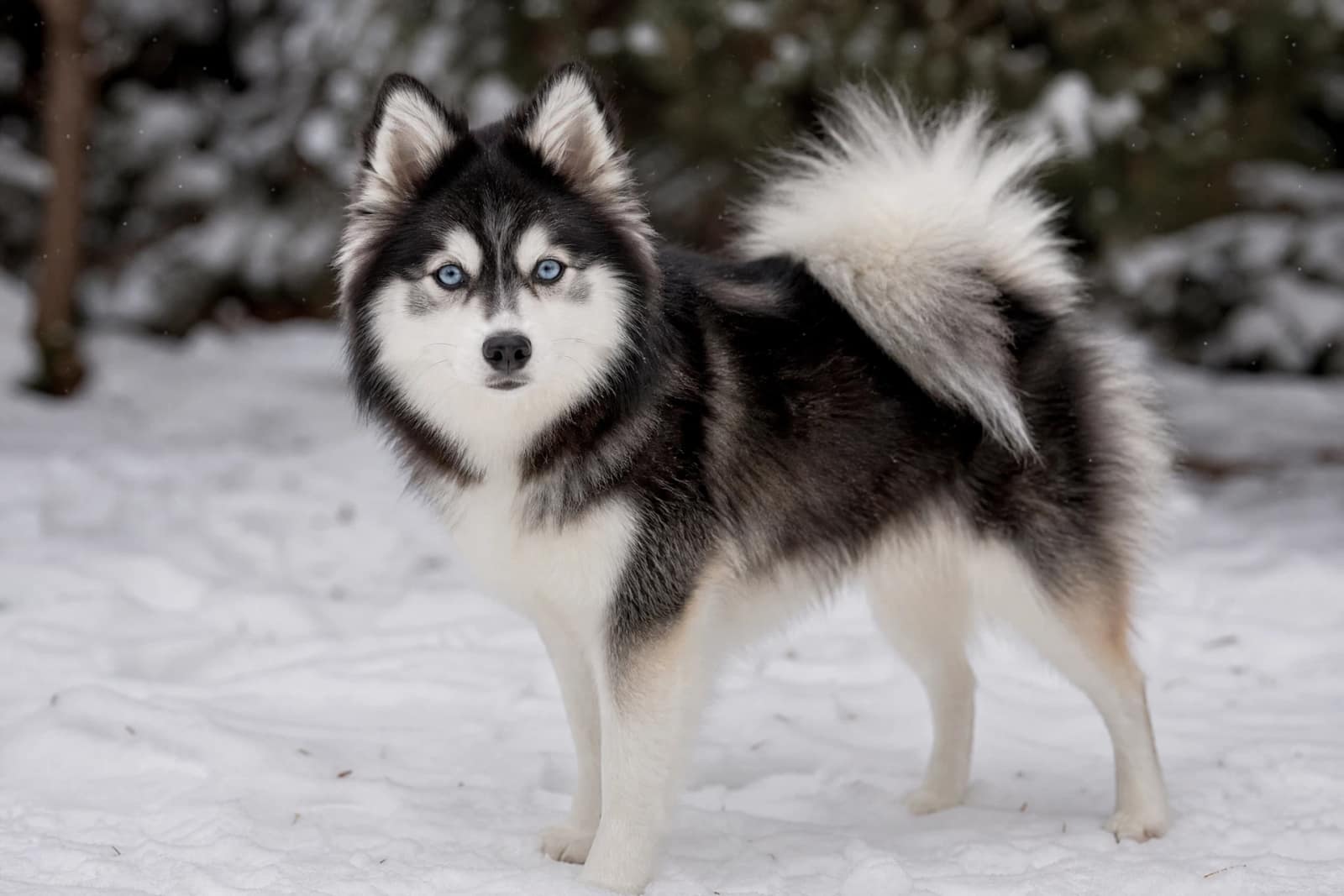 Pomsky