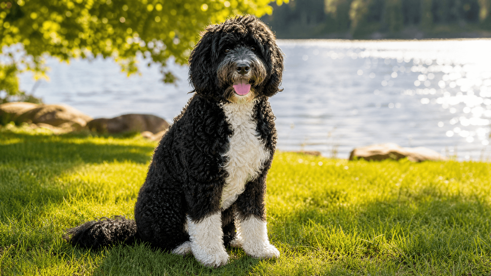 Portuguese Water Dog
