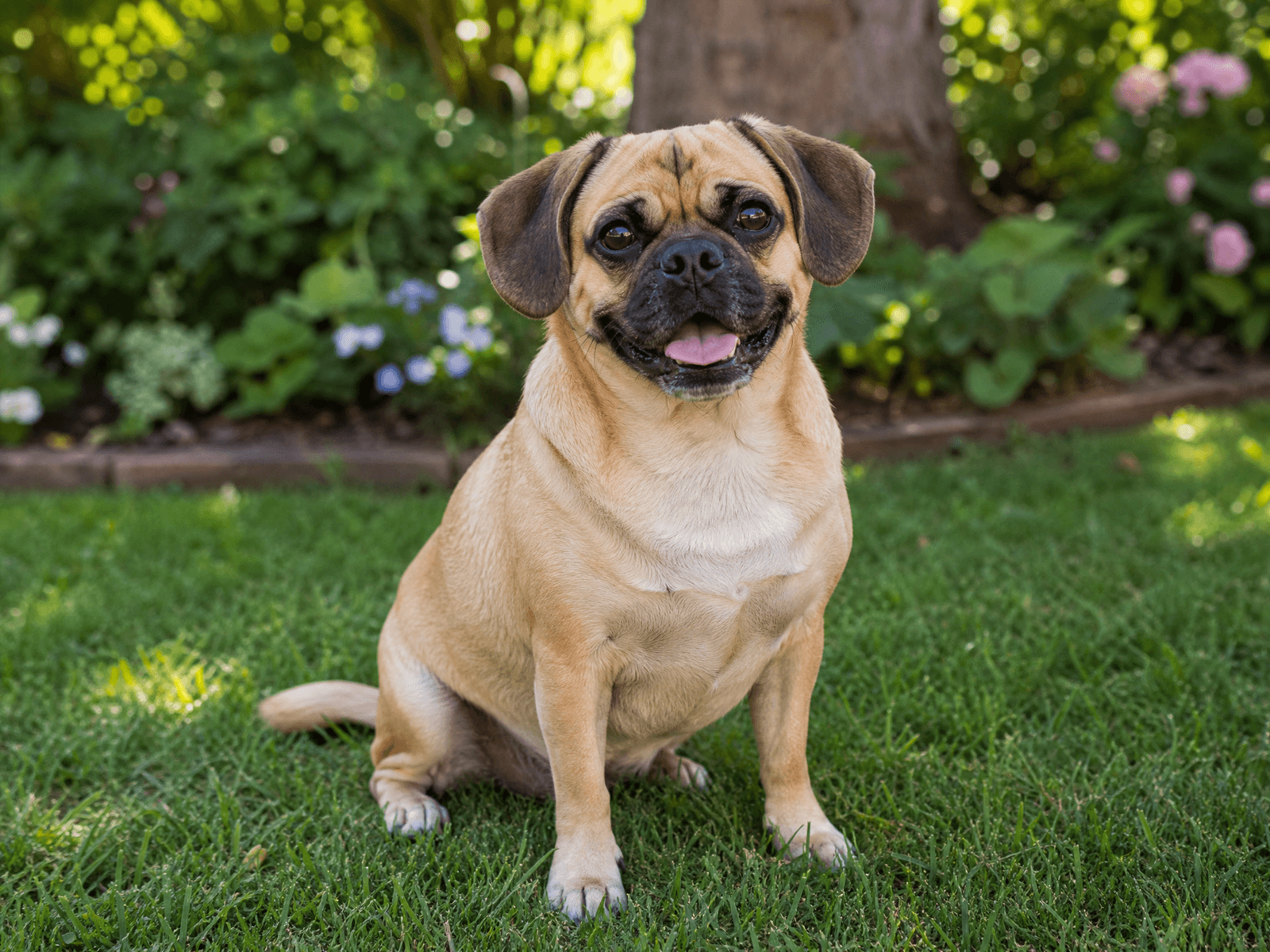 Puggle