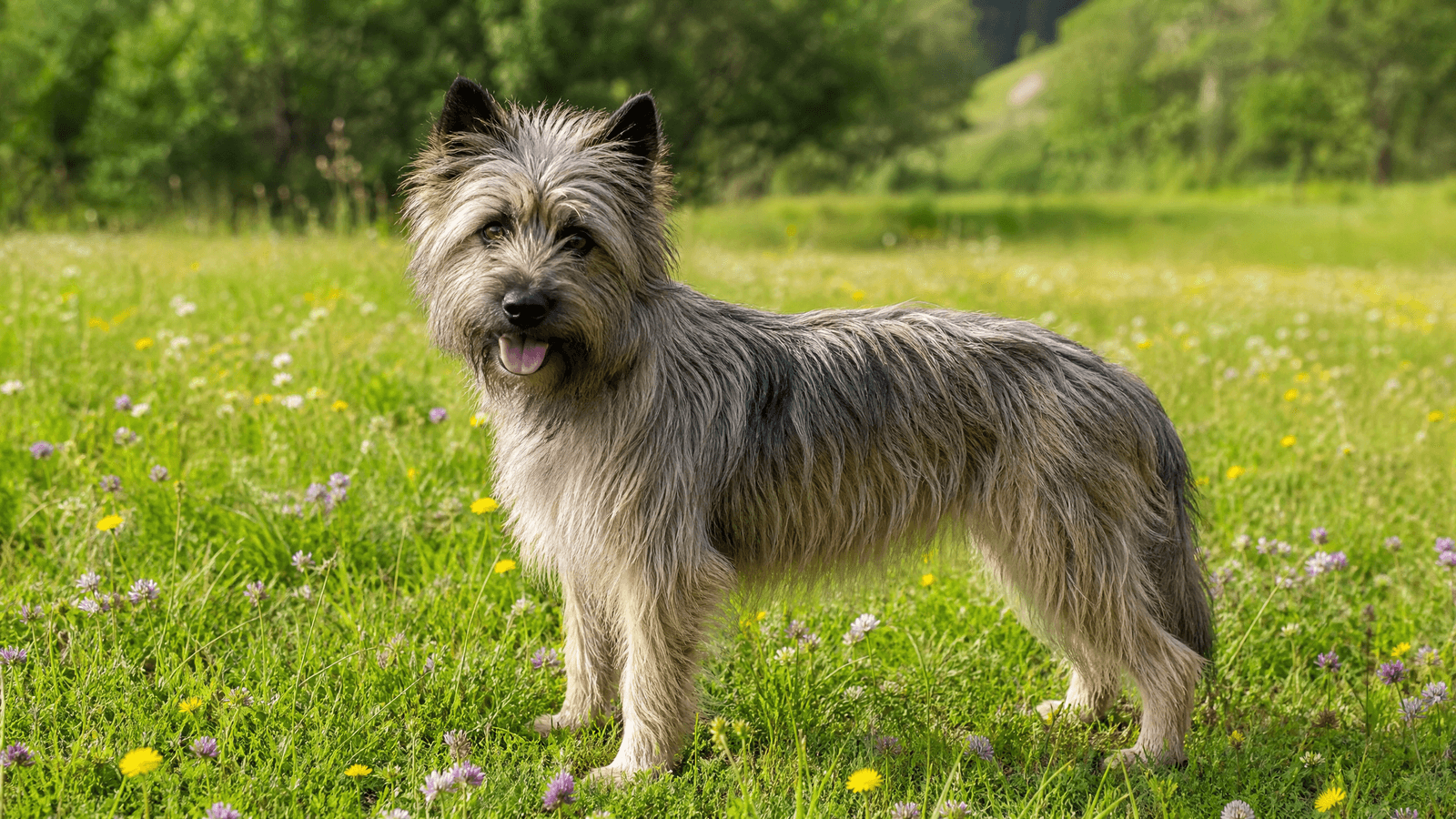 Pyrenean Shepherd