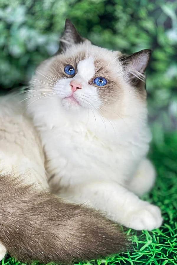 Ragdoll cat