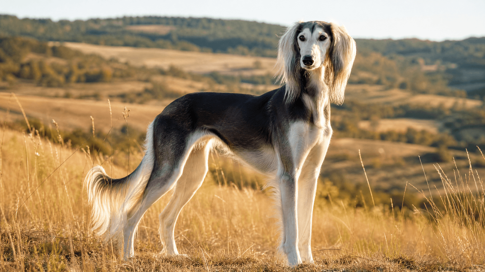 Saluki