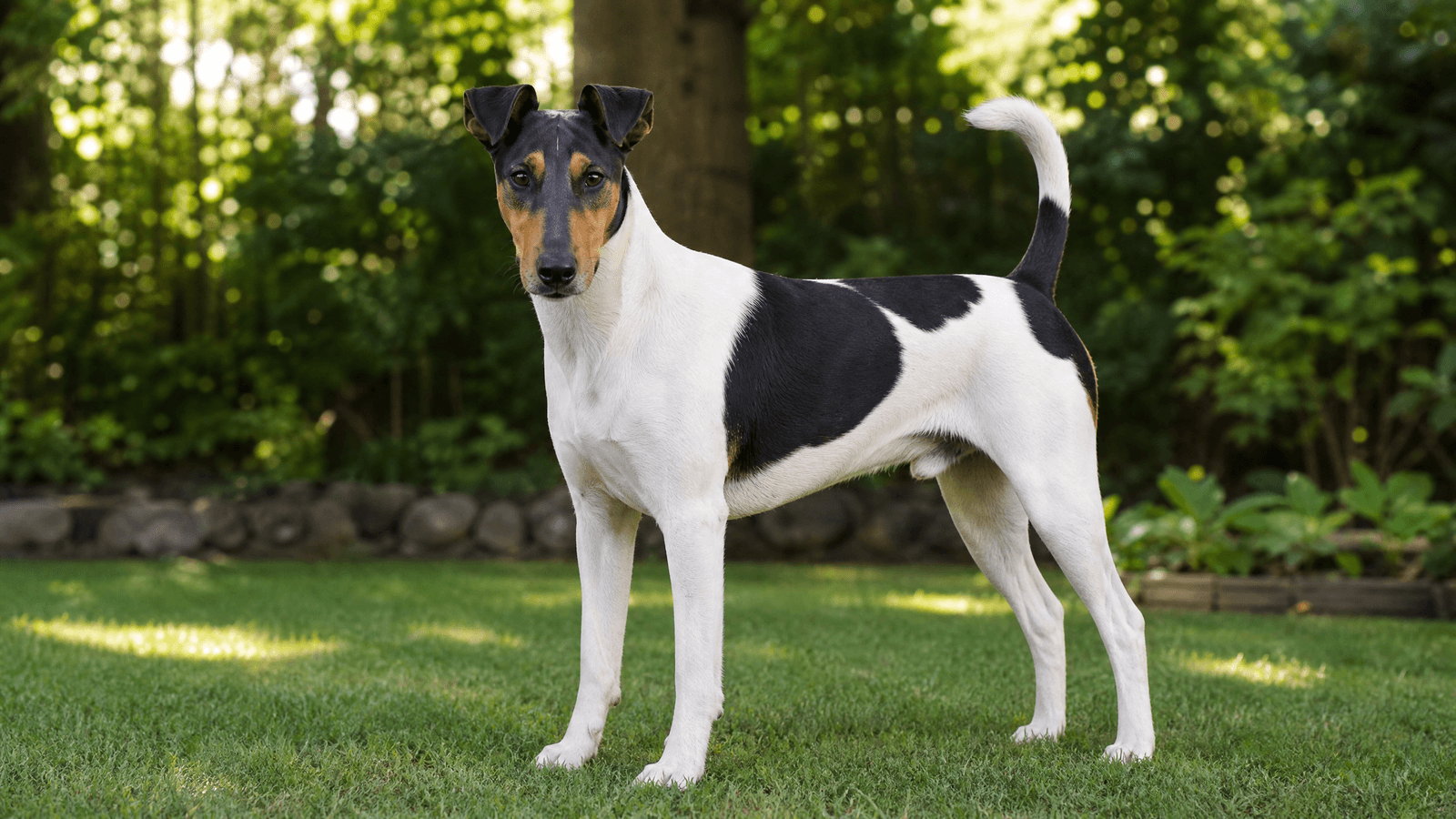 Smooth Fox Terrier