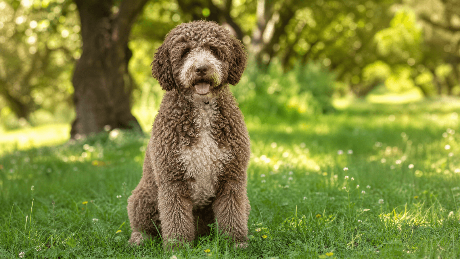 Spanish Water Dog