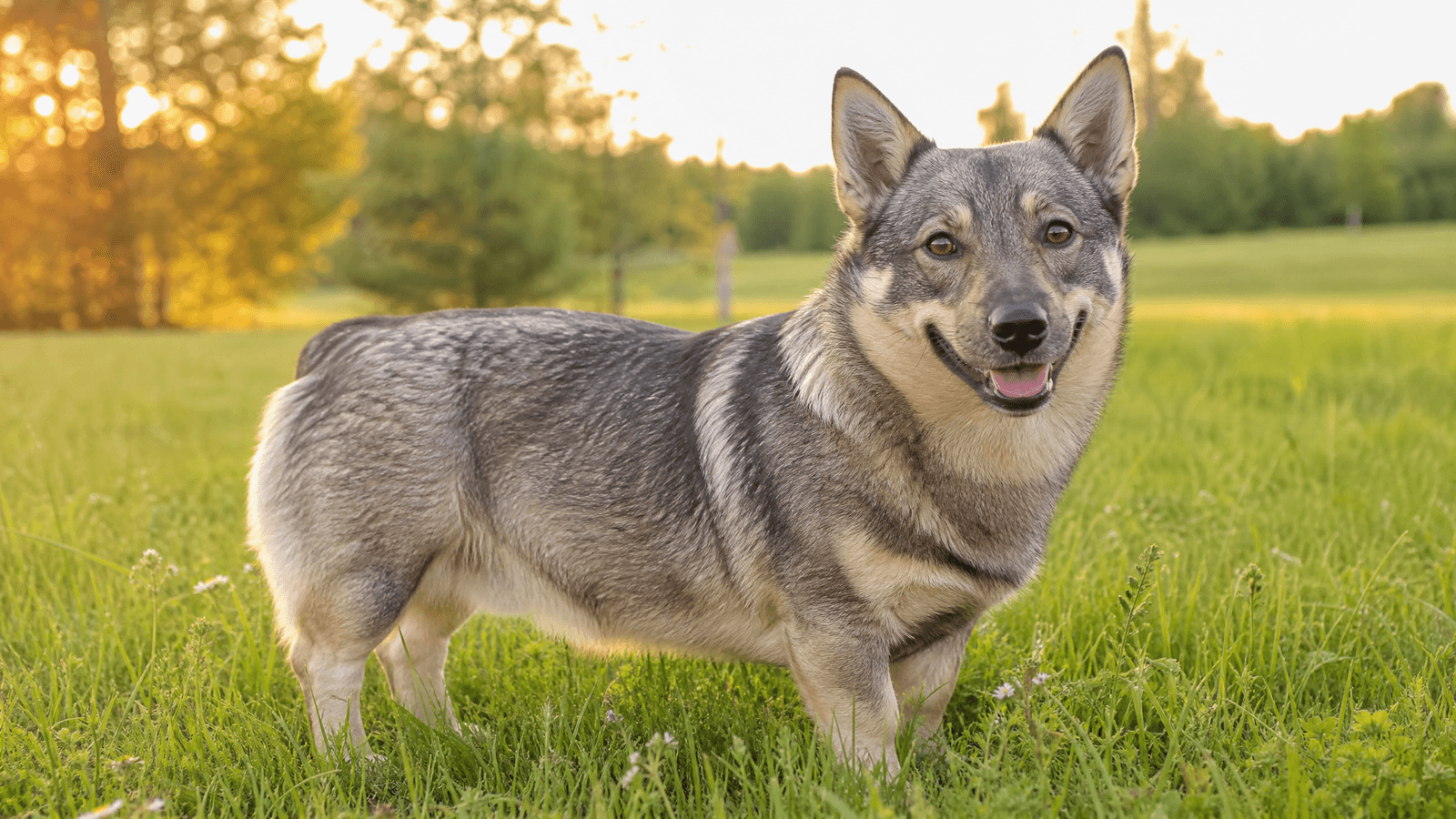 Swedish Vallhund