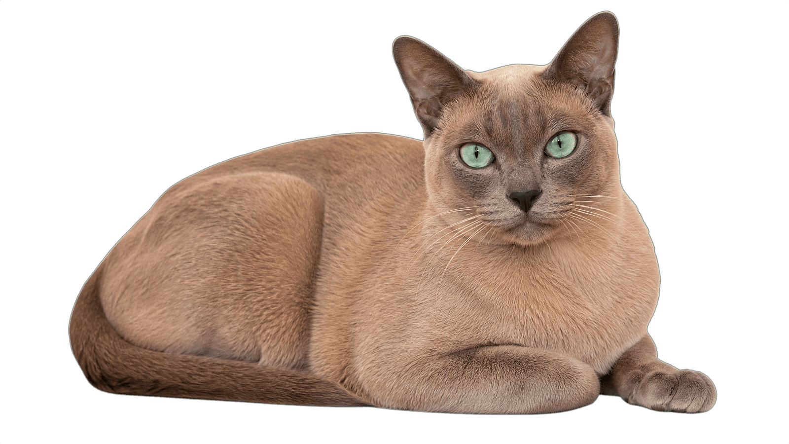 Tonkinese