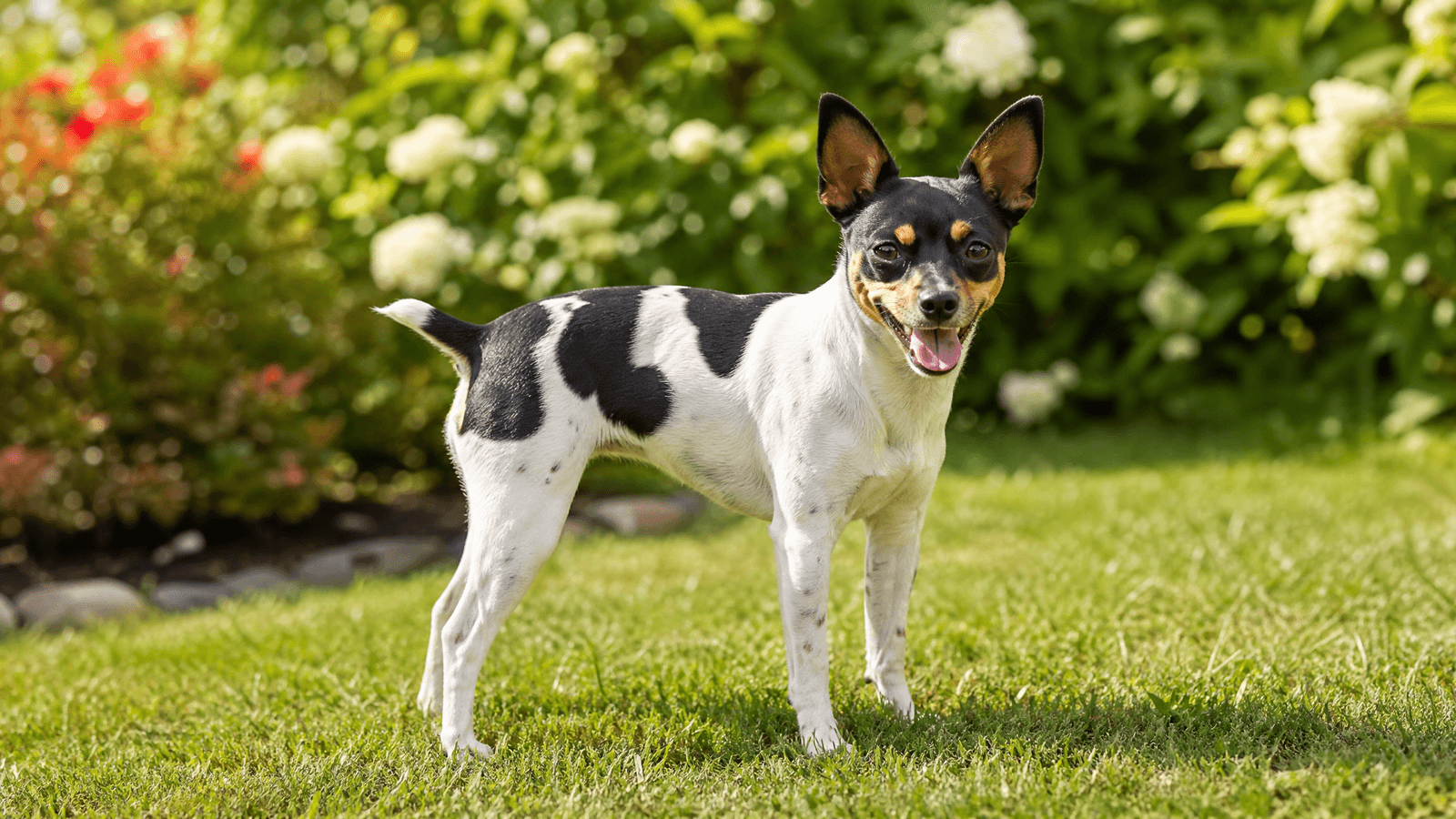 Toy Fox Terrier