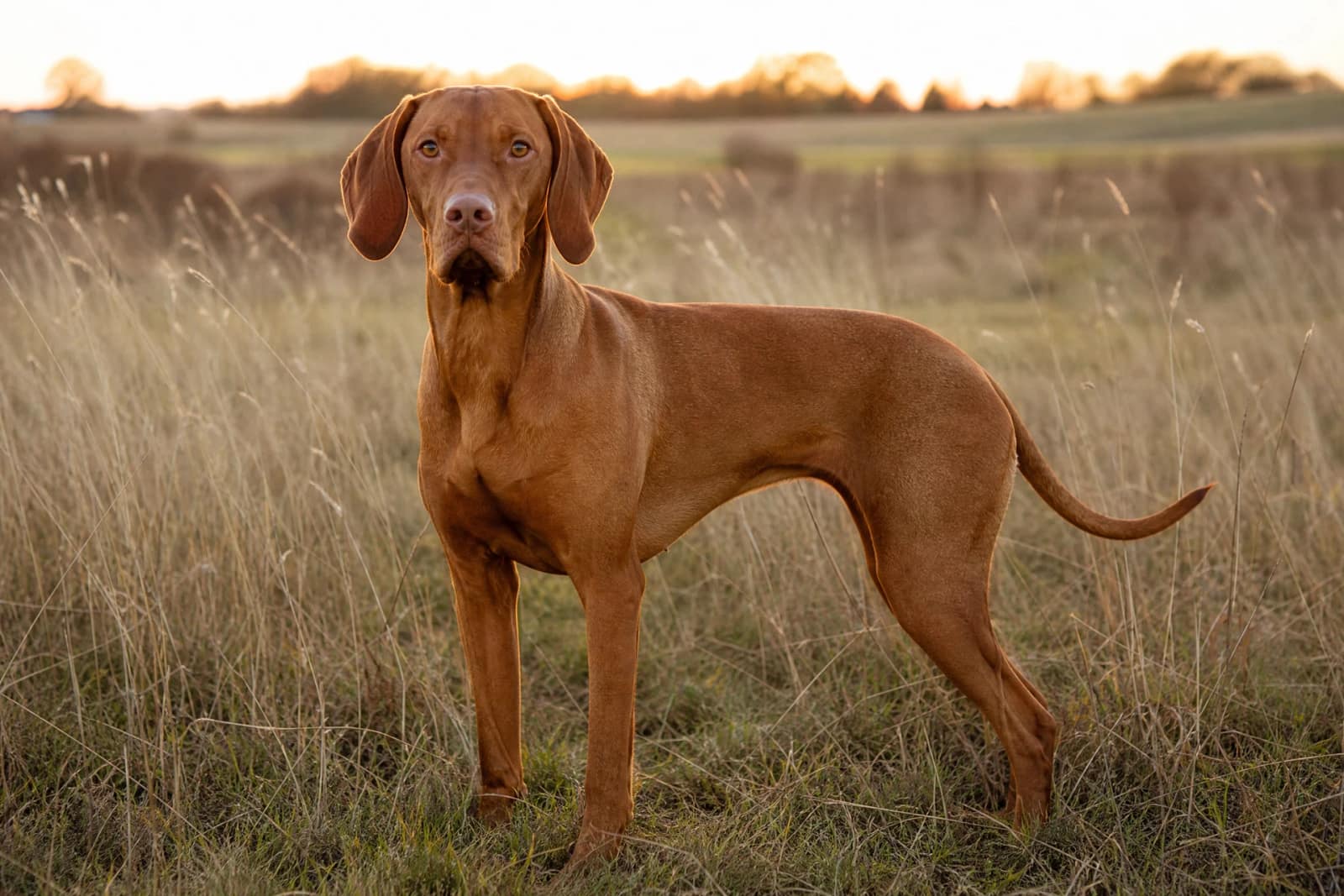 Vizsla