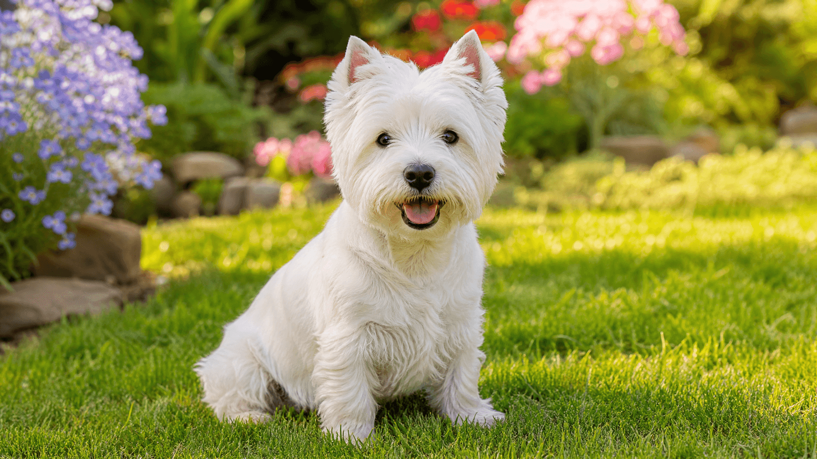 West Highland White Terrier