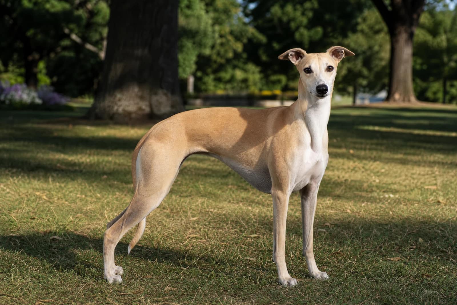 Whippet