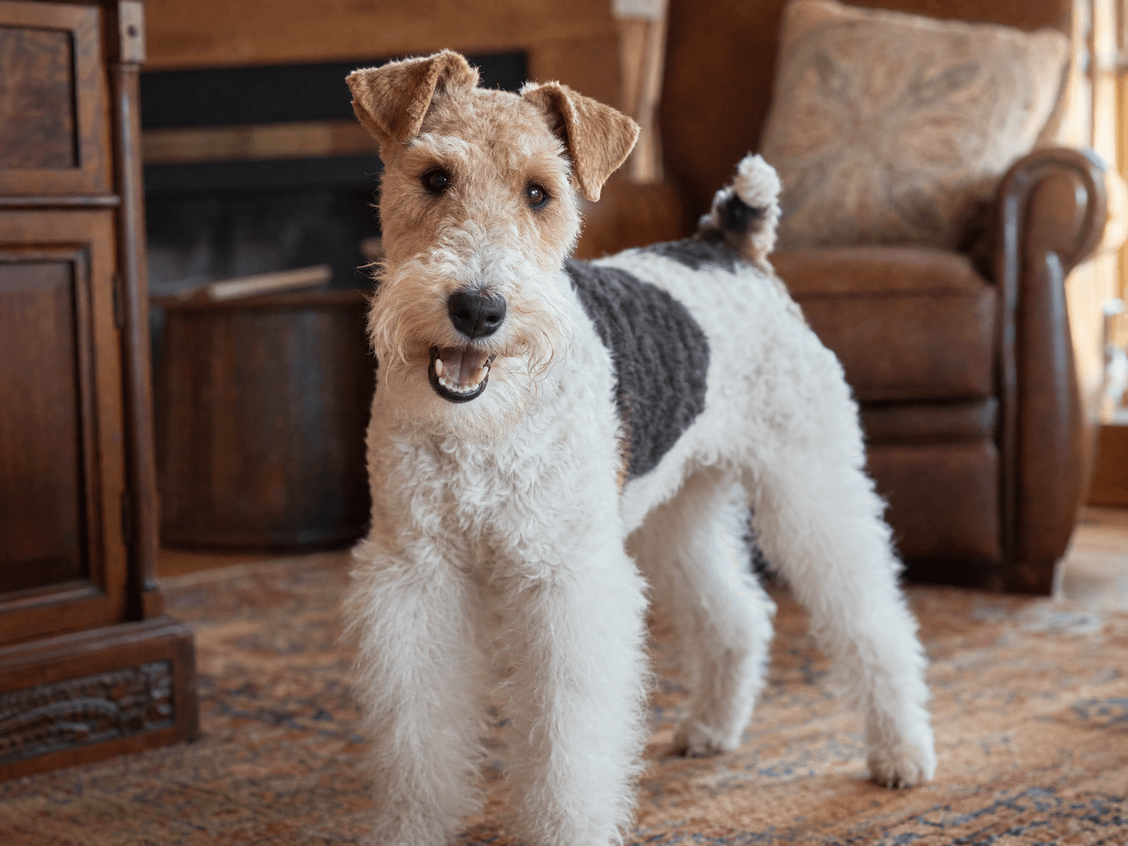 Wire Fox Terrier