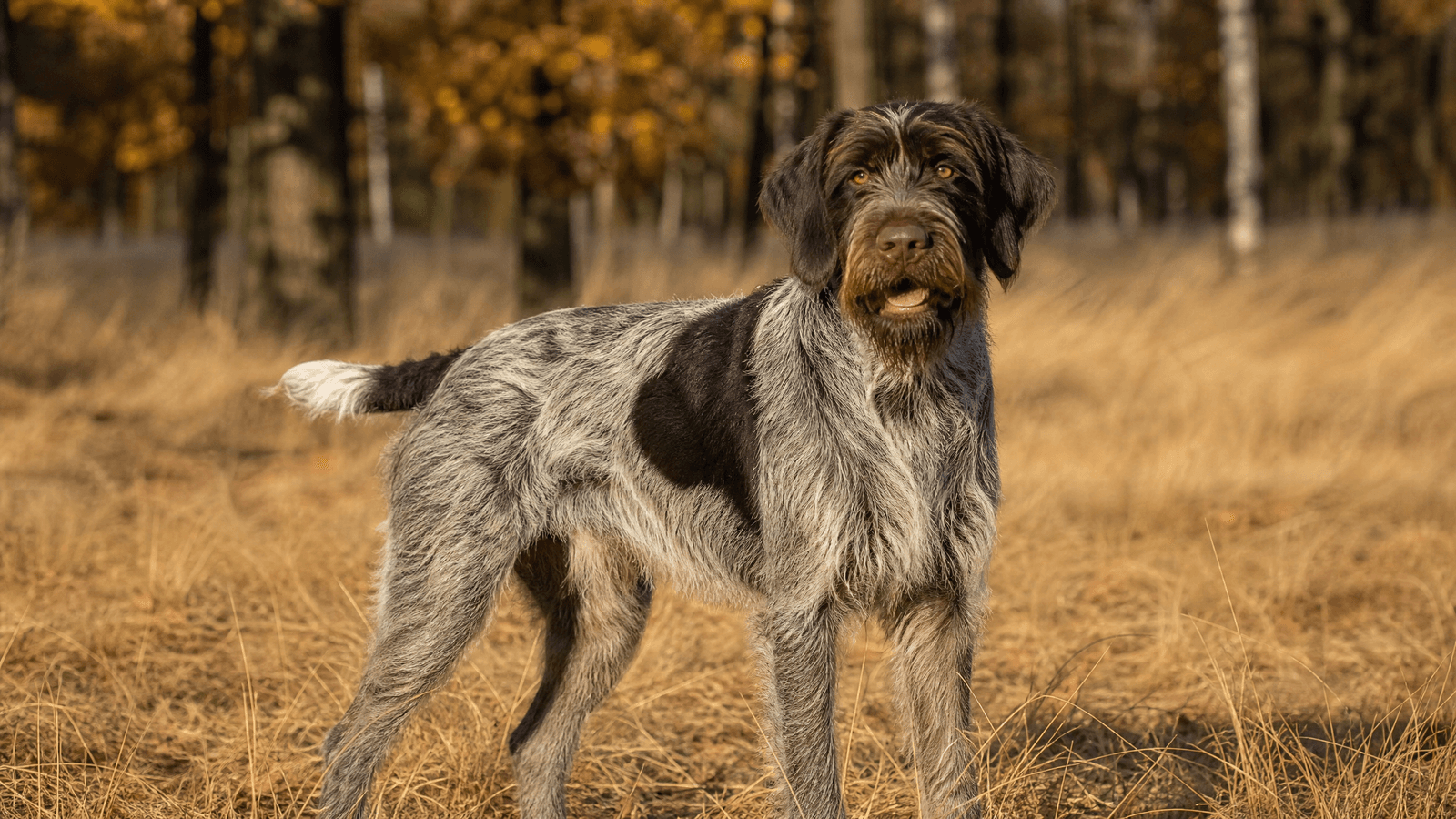 Wirehaired Pointing Griffon