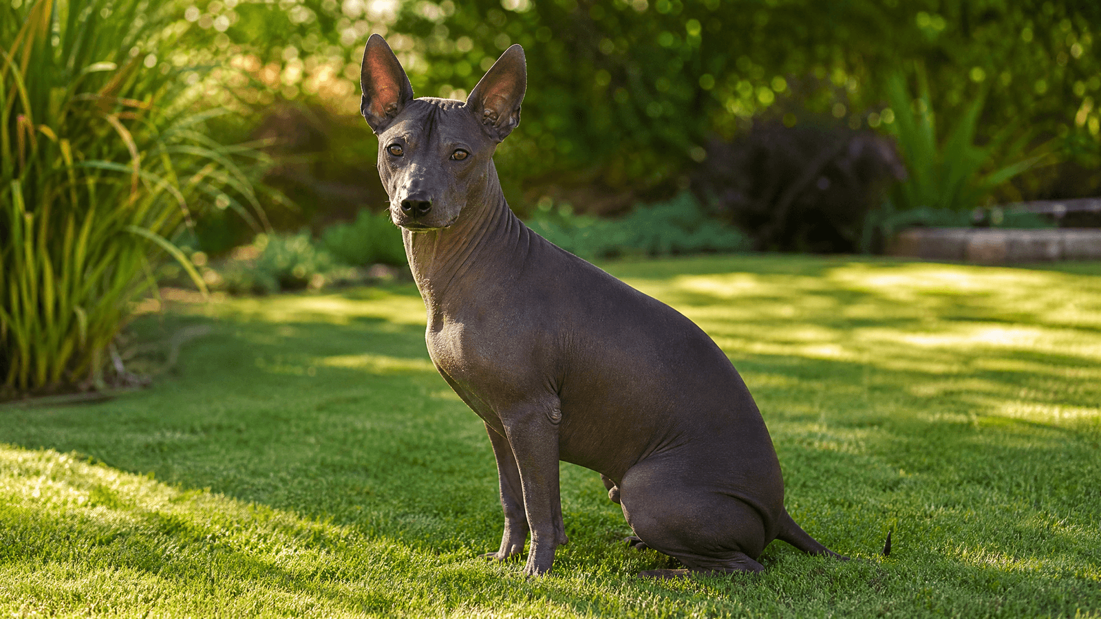 Xoloitzcuintli